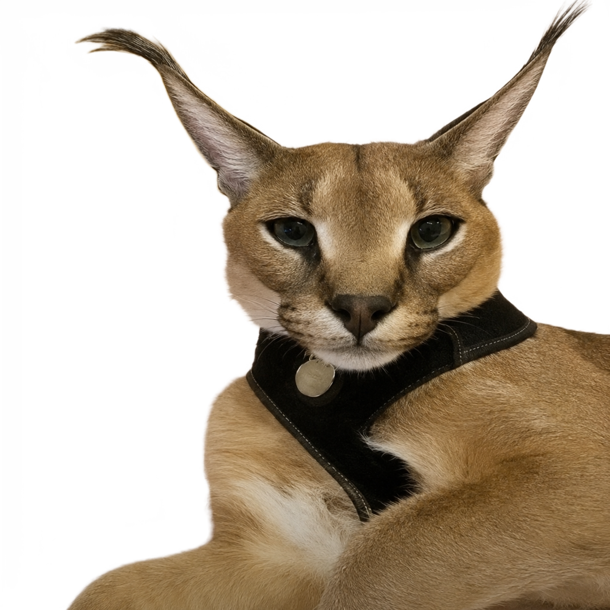 Hecker Cat