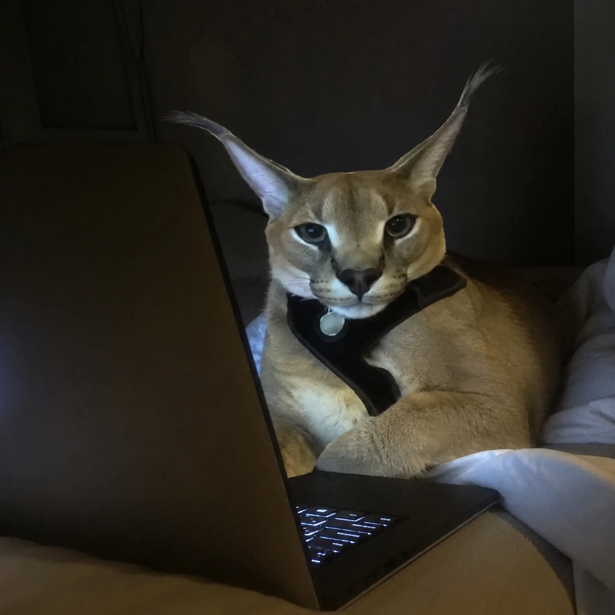 Hecker at a laptop